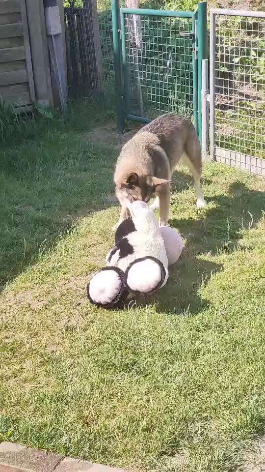 Handy Video Challenge Nr. 37 - "Dein Hund auf der Wiese"-Beitrag-Bild