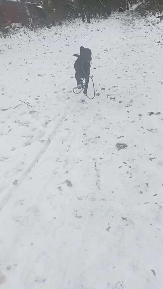 Fotosammlung: ,,Der natürliche Hund" Unbearbeitet, ungestellt und in Natura-Beitrag-Bild