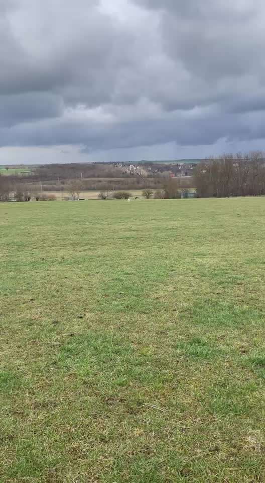Lagotto Romagnolo Besitzer-Beitrag-Bild