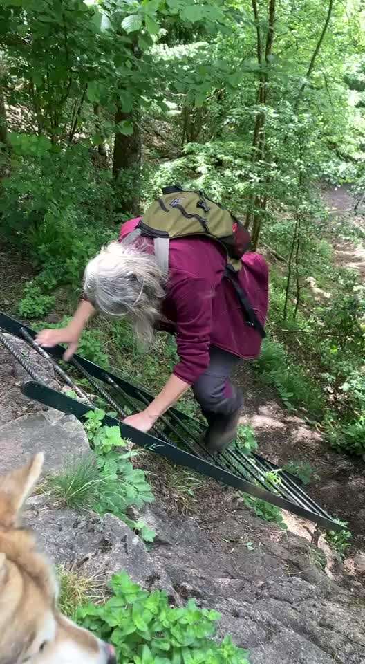aktuelles Foto Gruppe Wandern mit Hund Vogesen-Schwarzwald-Jura