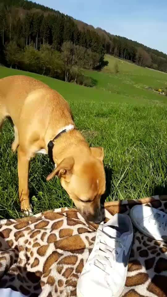 Zeigt hier Euer liebstes Video Eurer Hunde-Beitrag-Bild