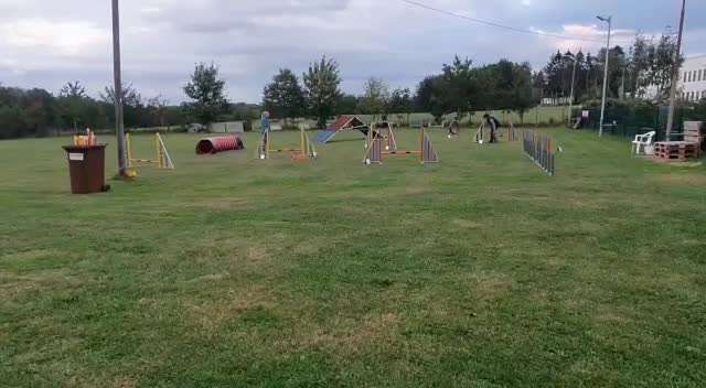 Gibt es Agility Fans unter uns ?-Beitrag-Bild