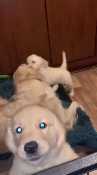 Als Welpen sind sie alle noch süßer-Beitrag-Bild