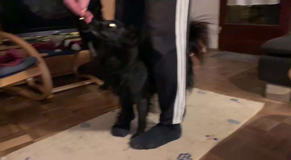 Trickdogging-Beitrag-Bild