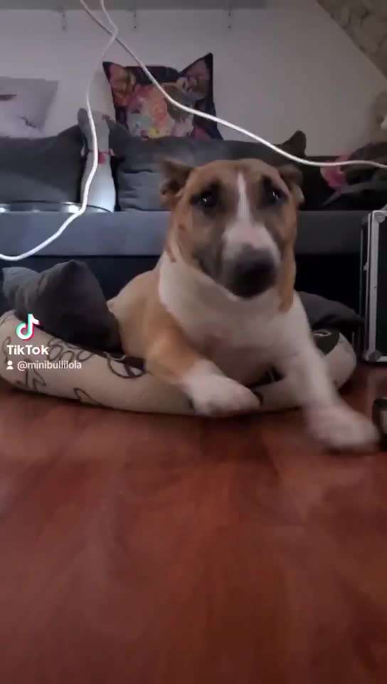 Miniatur Bull Terrier-Beitrag-Bild