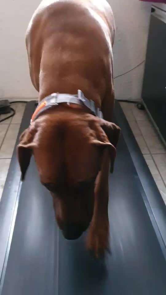 Rhodesian Ridgeback-Beitrag-Bild