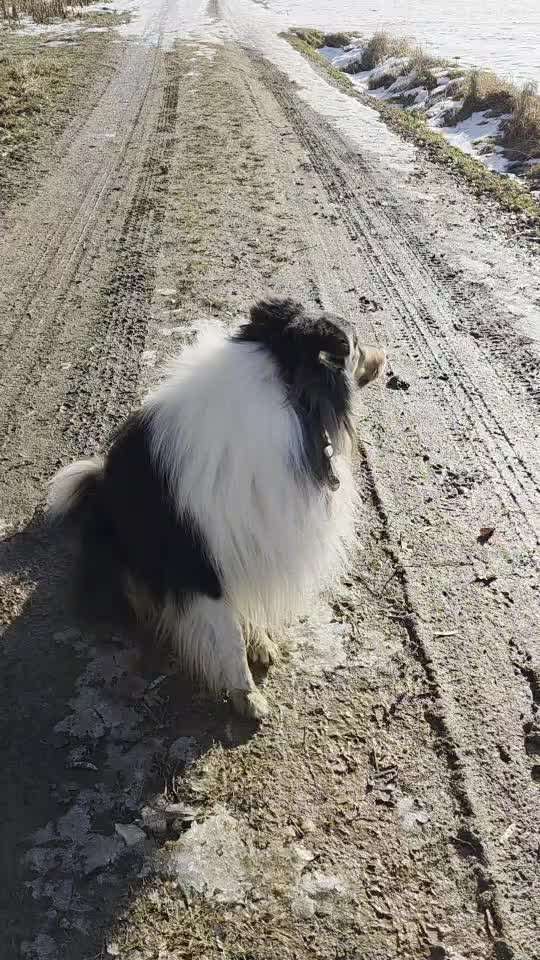 Impulskontrollübung 67: Laufbilder mit dem Hund 📸-Beitrag-Bild