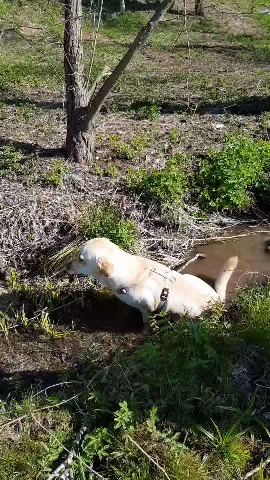 Dogorama-Monats-Challenge-Mai "Wasser"-Beitrag-Bild