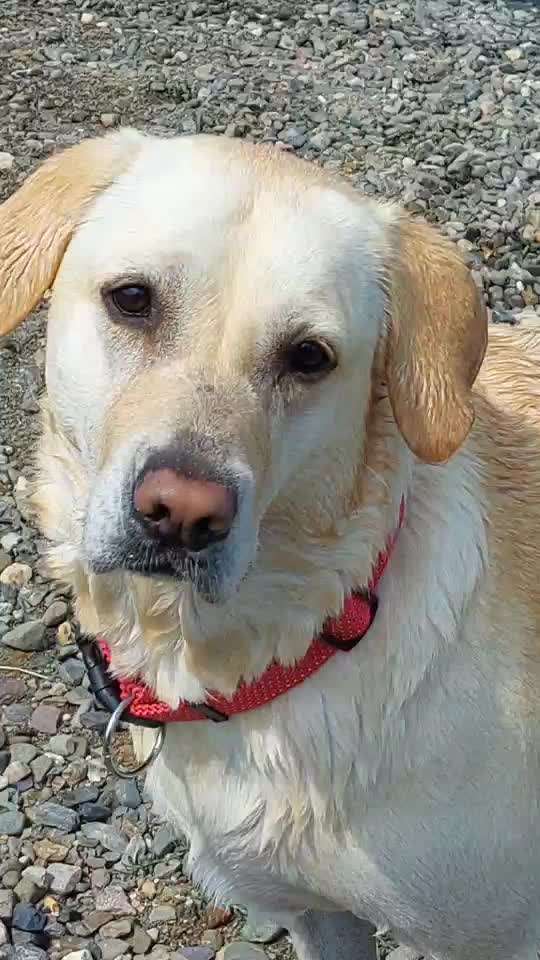 Hundeschwimmen-Beitrag-Bild