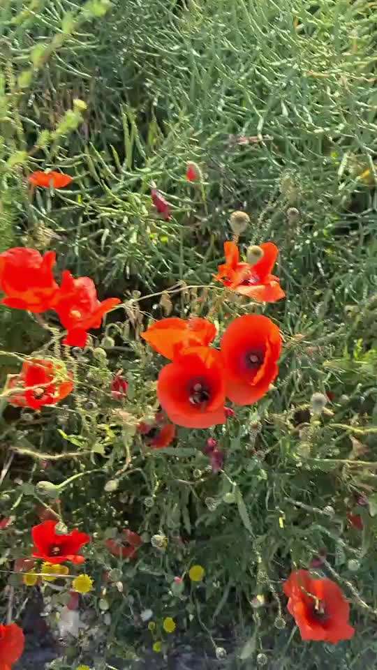 Die wunderschöne Welt mit Hund.-Beitrag-Bild