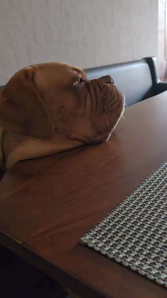 Bordeaux Dogge-Beitrag-Bild