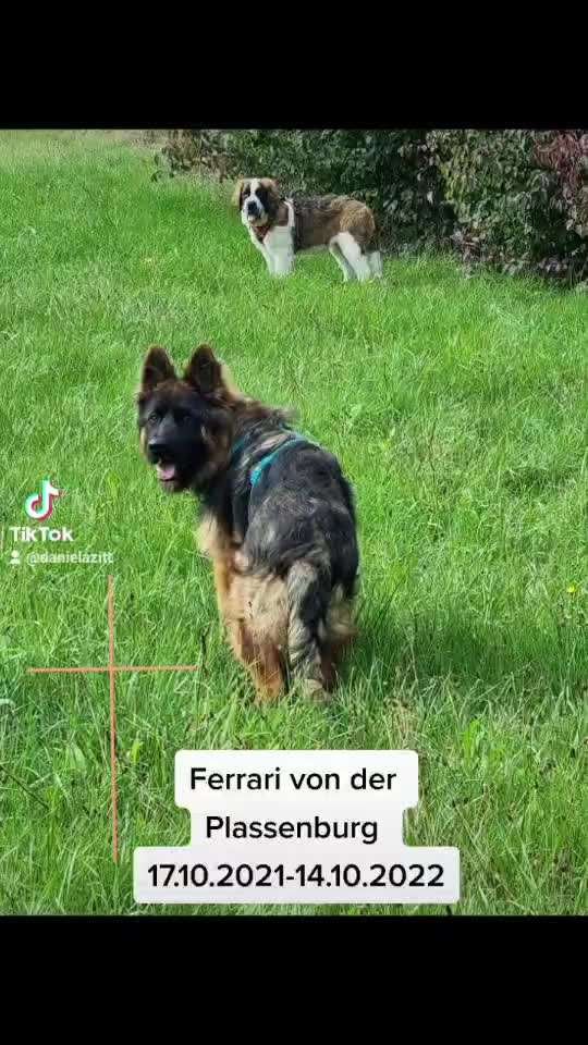 Unsere Fellnasen im Regenbogenland-Beitrag-Bild