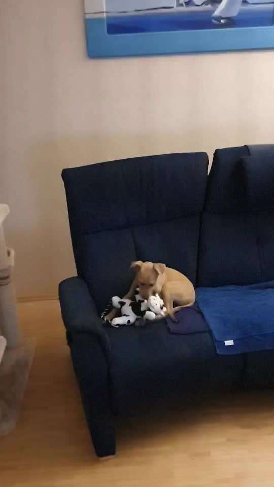 Darf der Hund bei Euch im Bett schlafen?-Beitrag-Bild