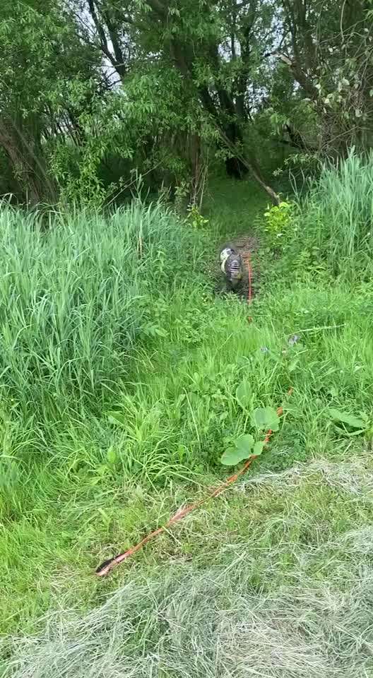Tierschutzhunde suchen ein Zuhause-Beitrag-Bild