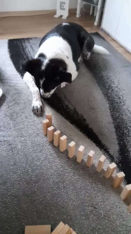 Dogorama Blog Challenge: Hundetricks-Beitrag-Bild