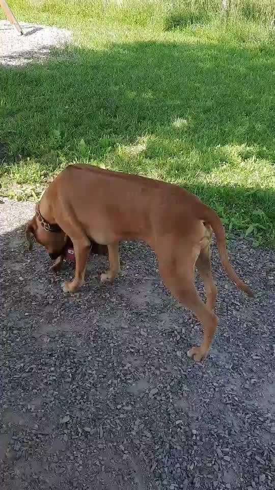 Rhodesian Ridgeback-Beitrag-Bild