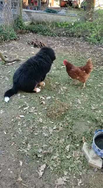 Berner Sennen-Beitrag-Bild