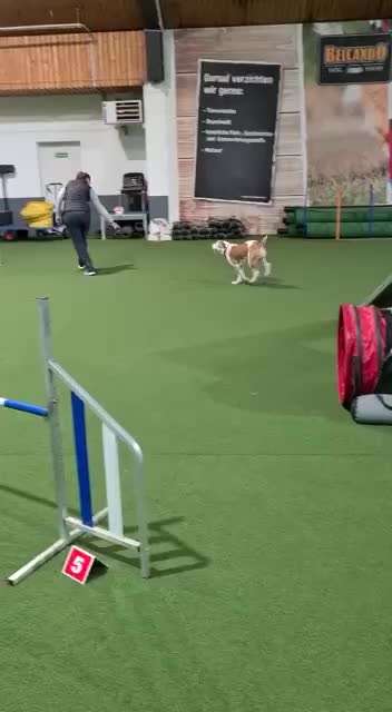 Hundesport?-Beitrag-Bild