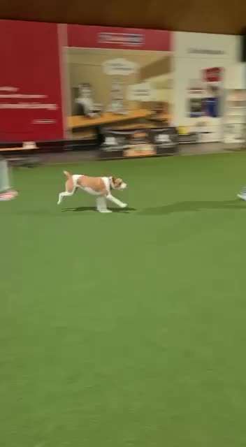 Hundesport?-Beitrag-Bild