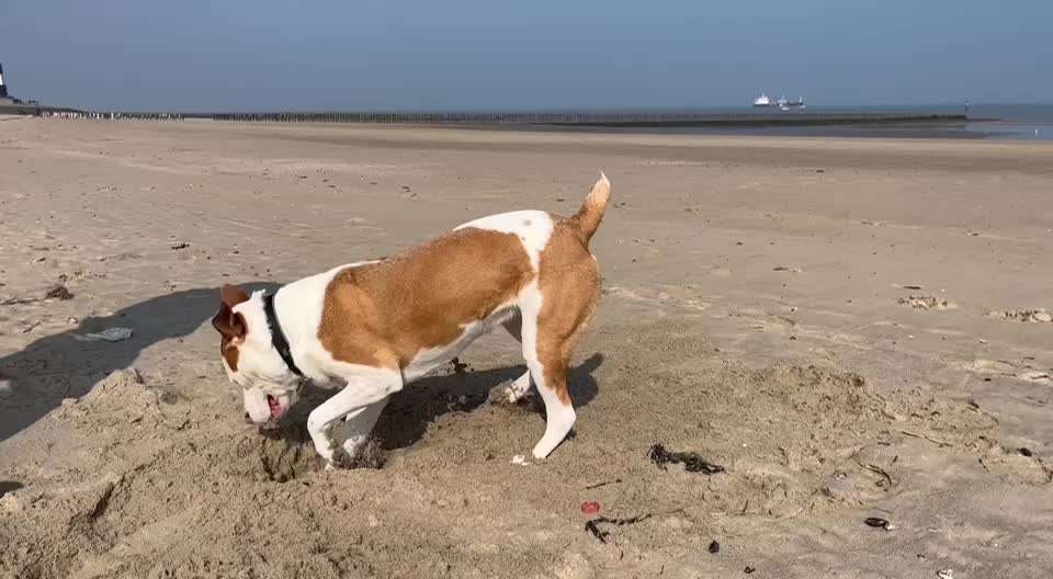 Rutenamputation-Beitrag-Bild