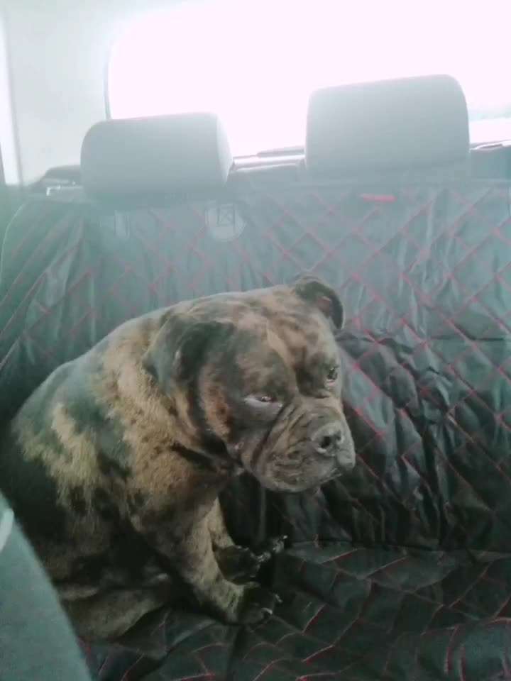 TierschutzhundeStammtisch🐕-Beitrag-Bild