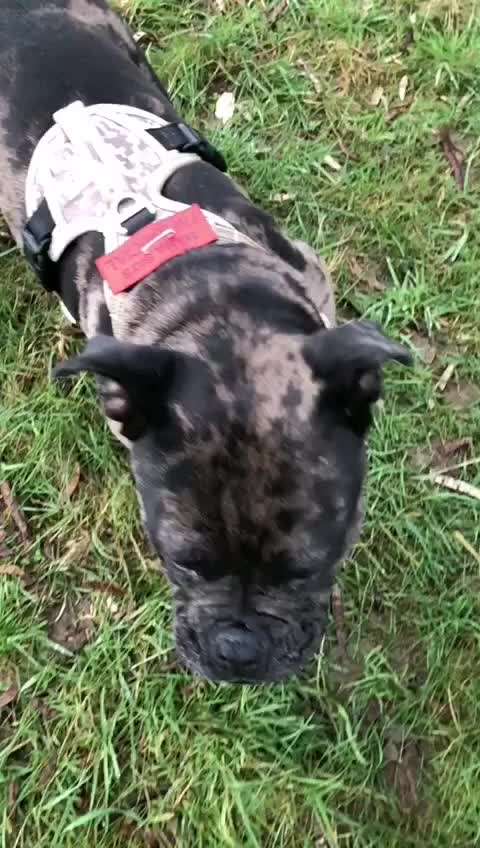 Wenn ein Hund aufblüht 🐾-Beitrag-Bild