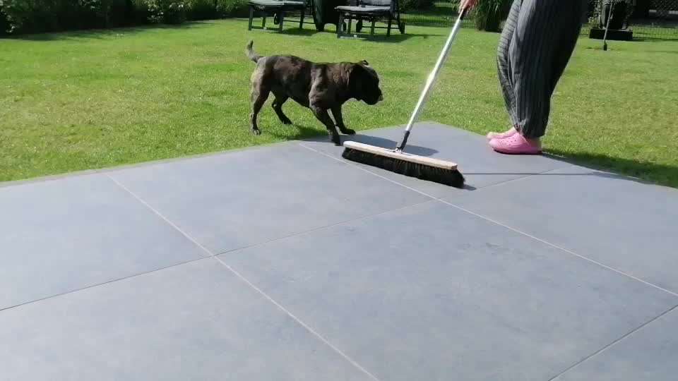 Olde English Bulldogge-Beitrag-Bild