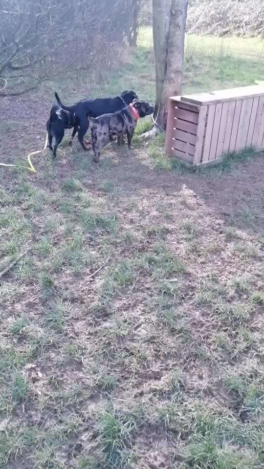 Wenn ein Hund aufblüht 🐾-Beitrag-Bild