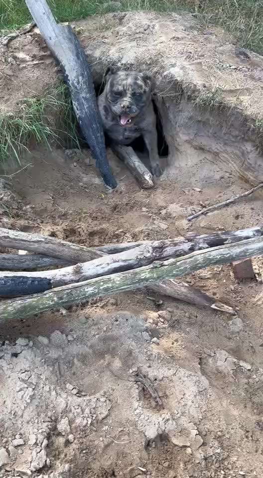 Olde English Bulldogge-Beitrag-Bild