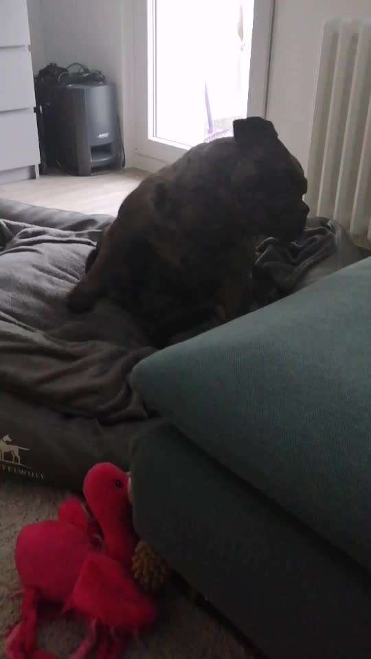 Barfen oder Kochen für Allergiehund...Jemand Erfahrungen?-Beitrag-Bild