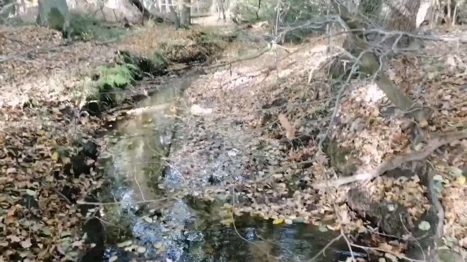 Olde English Bulldogge-Beitrag-Bild