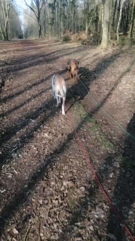 Rhodesian Ridgeback-Beitrag-Bild