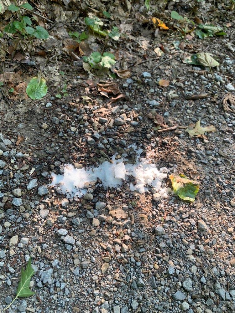 Giftköder-Weißes Pulver im Wald am Wegrand-Profilbild