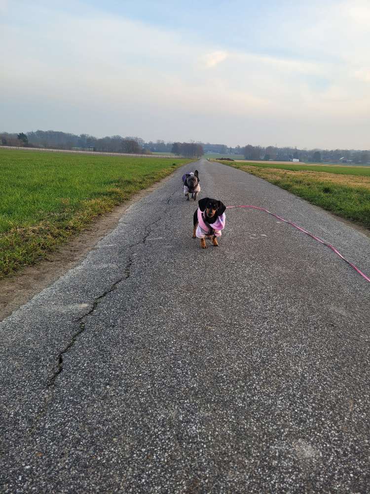 Hundetreffen-Gassi / Wanderungen-Profilbild