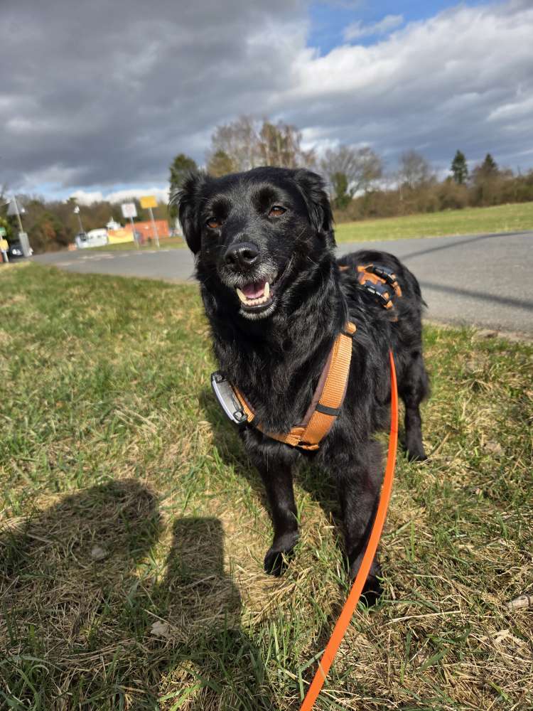 Hundetreffen-Gassi gehen und Erfahrungsaustausch-Profilbild