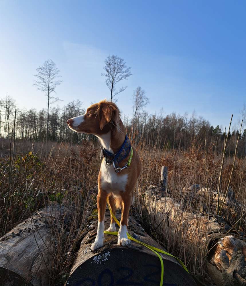 Hundetreffen-Sozial Walk mit Max-Profilbild