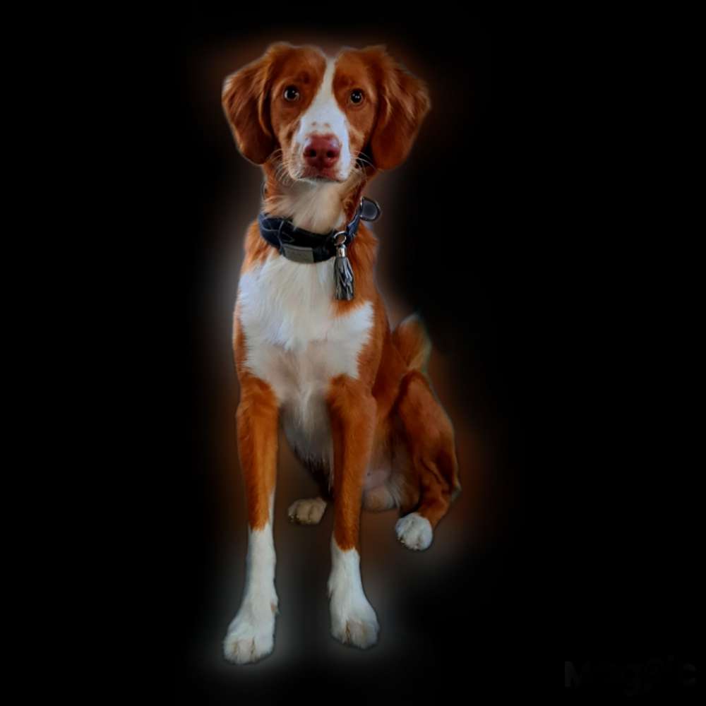 Hundetreffen-Gassirunde Spielen und Toben 💯🙈🐾-Profilbild