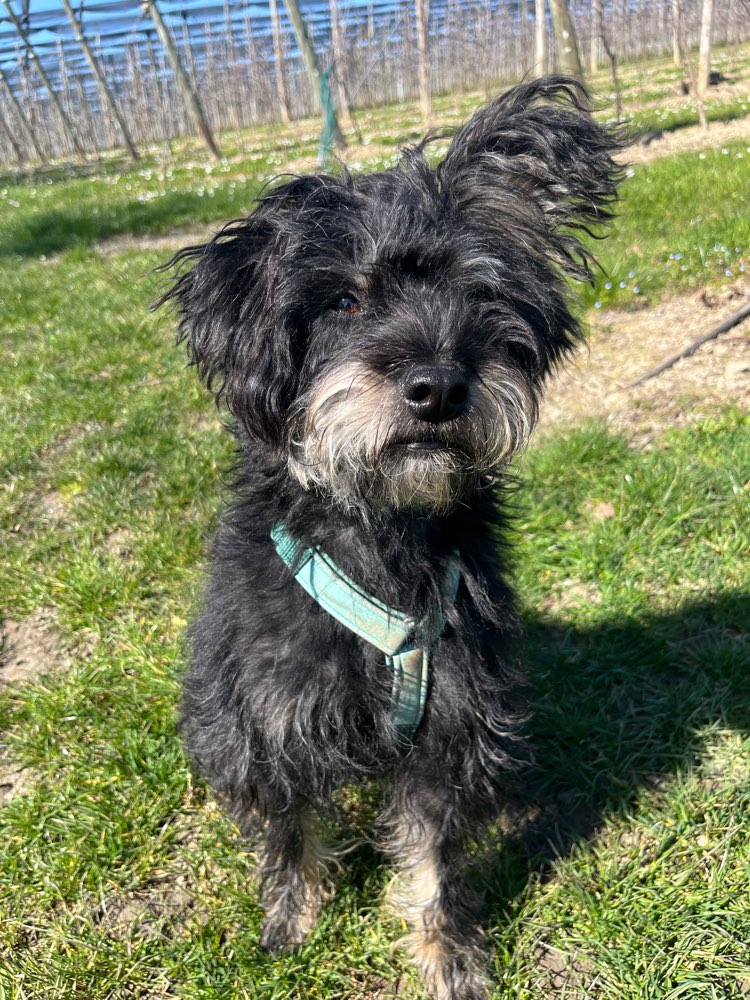 Hundetreffen-Hundespielrunde & Gassigehen-Profilbild