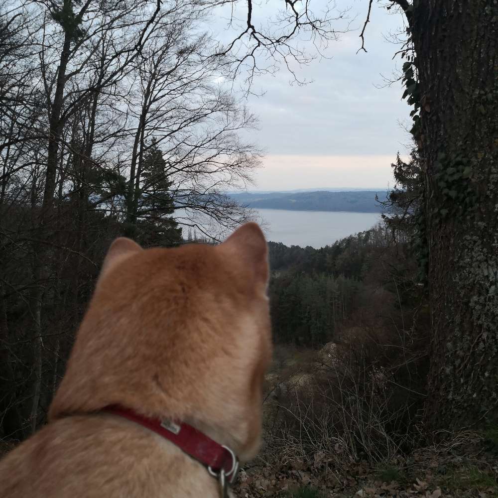 Hundetreffen-Gassirunde bei Hödingen-Profilbild