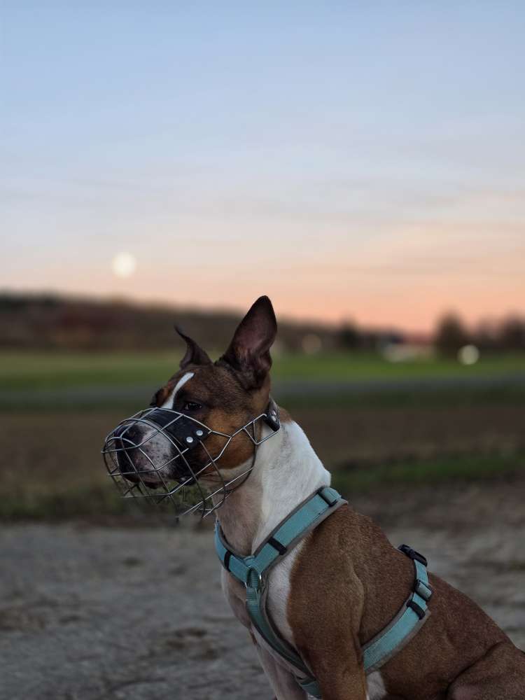 Hundetreffen-Gassirunde in Oberkochen-Profilbild