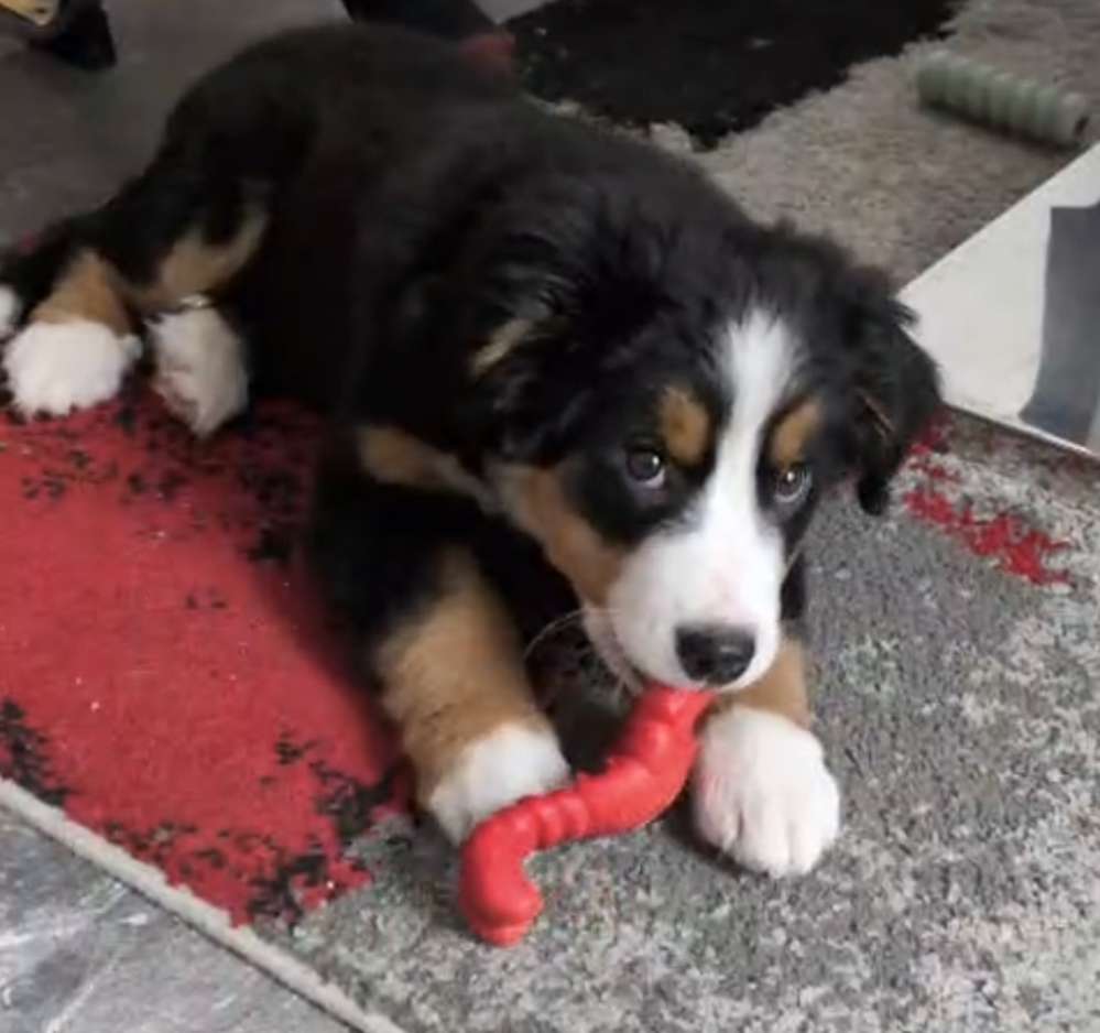 Hundetreffen-Welpen Spieltreffen-Profilbild