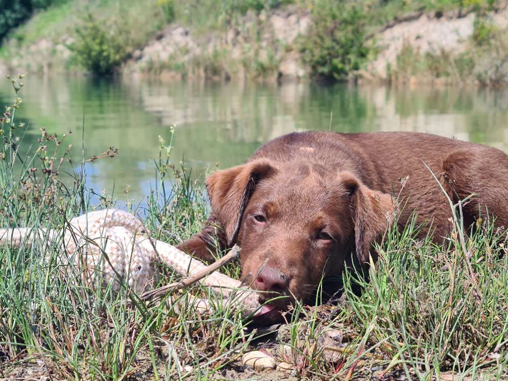 Hundetreffen-Welpen-Spielgefährte gesucht! 12 Wochen-Profilbild
