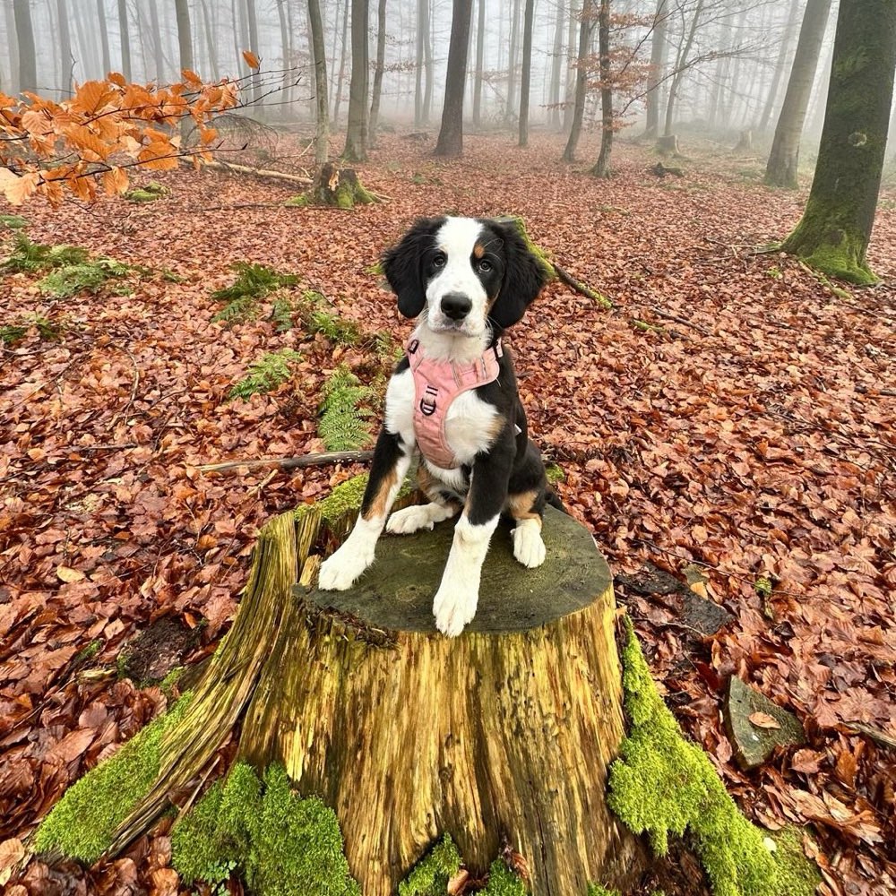 Hundetreffen-Spielpartner gesucht 🐶-Profilbild