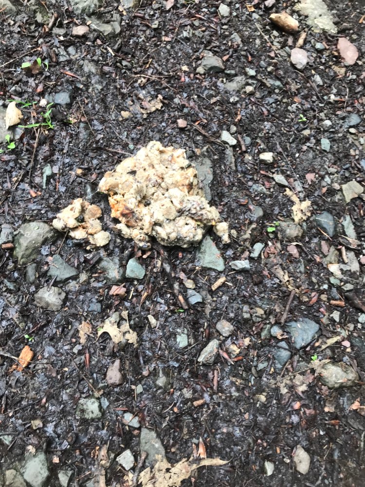 Giftköder-Mögliche Giftköder-Profilbild