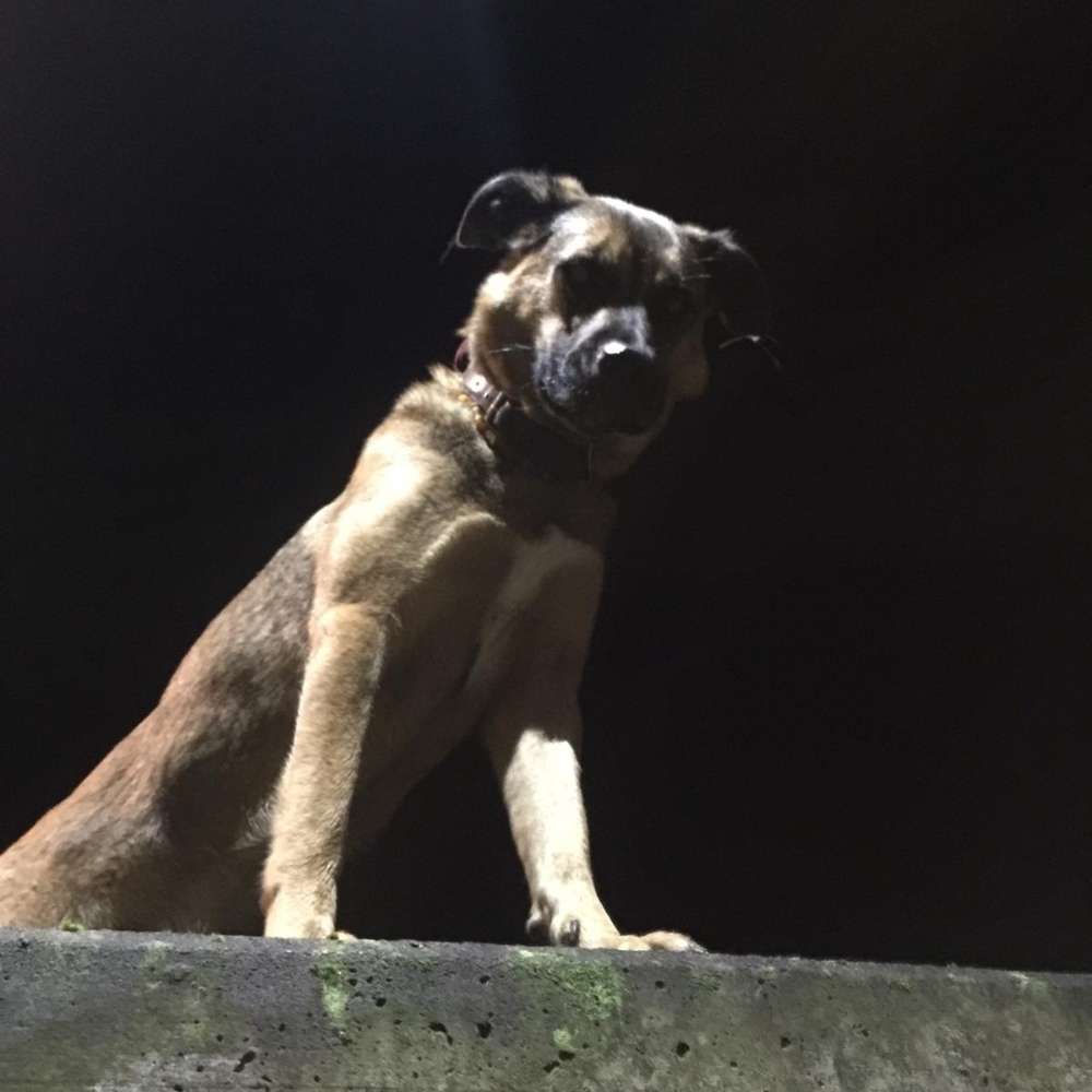 Hundetreffen-Spaziergang/Training ohne Hunde-Kontakt-Profilbild