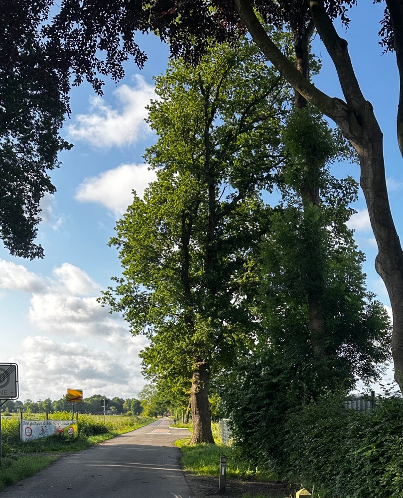 Giftköder-Eichenprozesionsspinner Fahrradstrasse-Profilbild