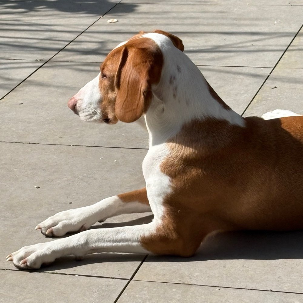 Hundetreffen-SUCHE  Souveräne Hunde zum Gassigehen-Profilbild