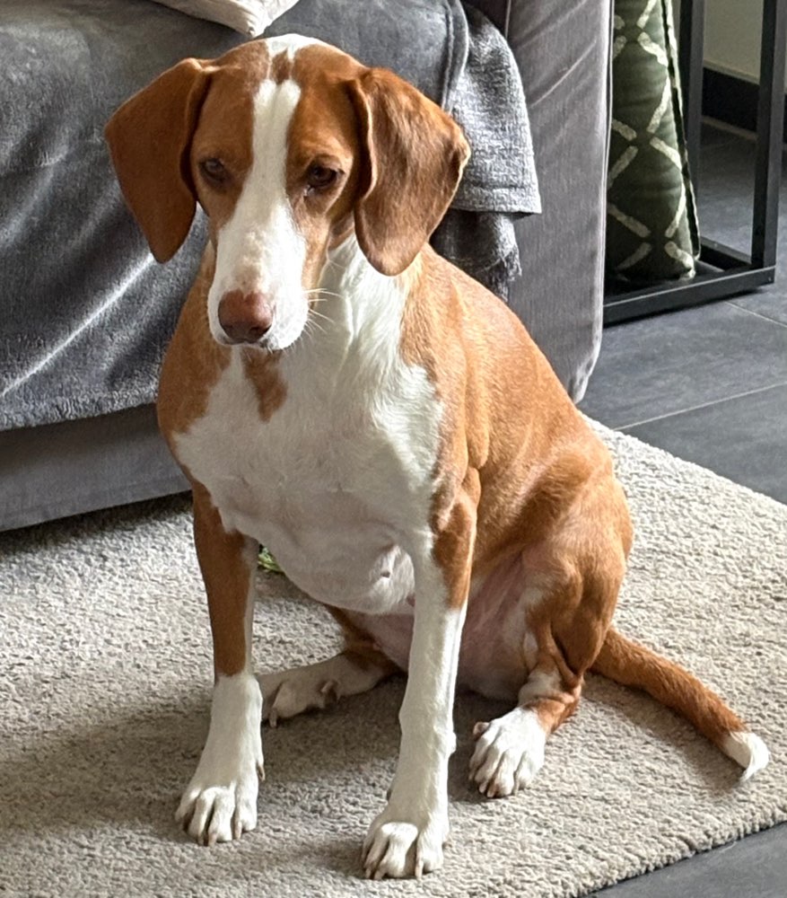 Hundetreffen-Souveräne Hunde zum Gassigehen gesucht-Profilbild