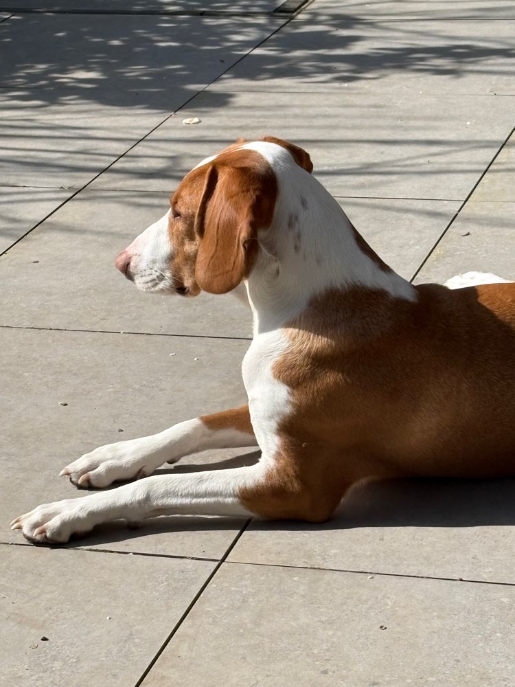 Hundetreffen-Zusammen Gassi gehen-Profilbild