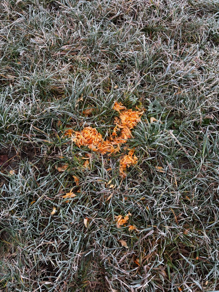 Giftköder-Möglicher Giftköder-Profilbild